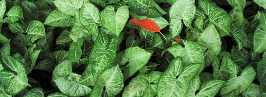 Green and red interior inspiration. These colours work so effectively together due to their opposite positions on the colour wheel. The way they are combined is important, though, to avoid it looking like Christmas.